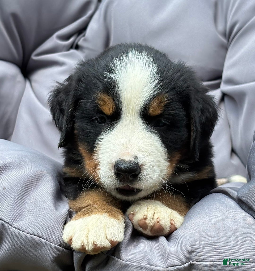 Bernese Mountain Dog dogs for sale: Pink - Image 7