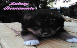 Bernese Mountain Dog dogs for sale: Bernese Mountain Dog 4 puppies - Image 3