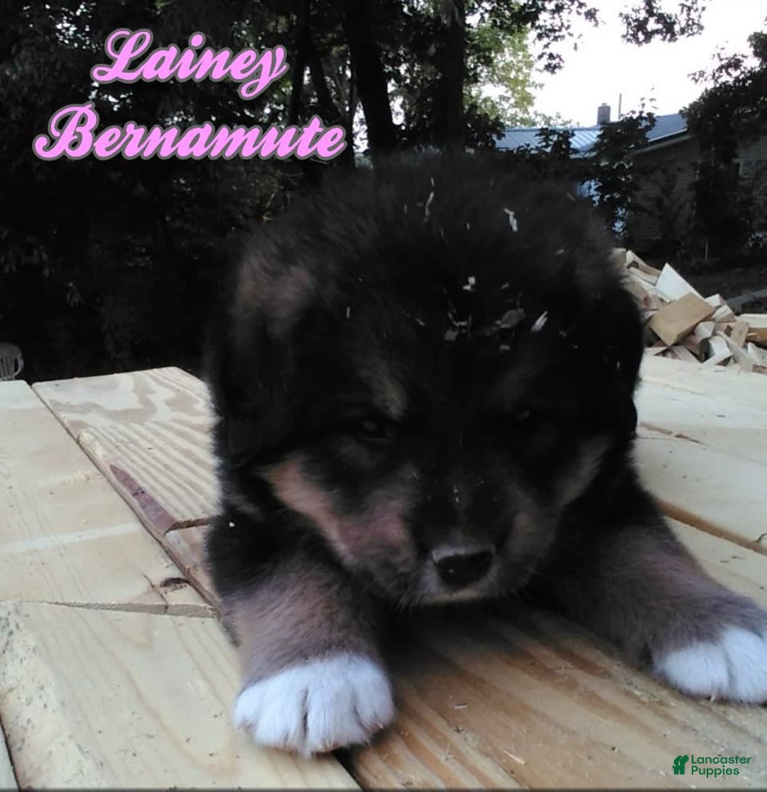 Bernese Mountain Dog dogs for sale: Bernese Mountain Dog 4 puppies - Image 3