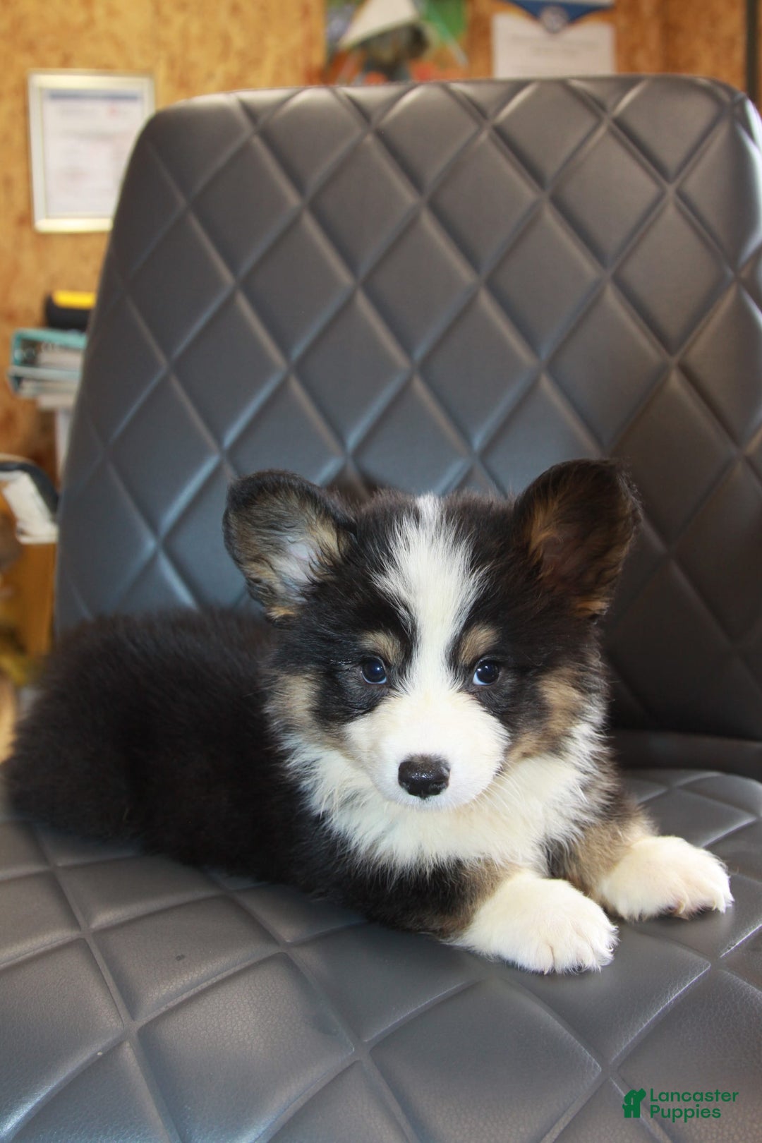 Welsh Corgi Pembroke dogs for sale: Harold Fluffy - Image 2