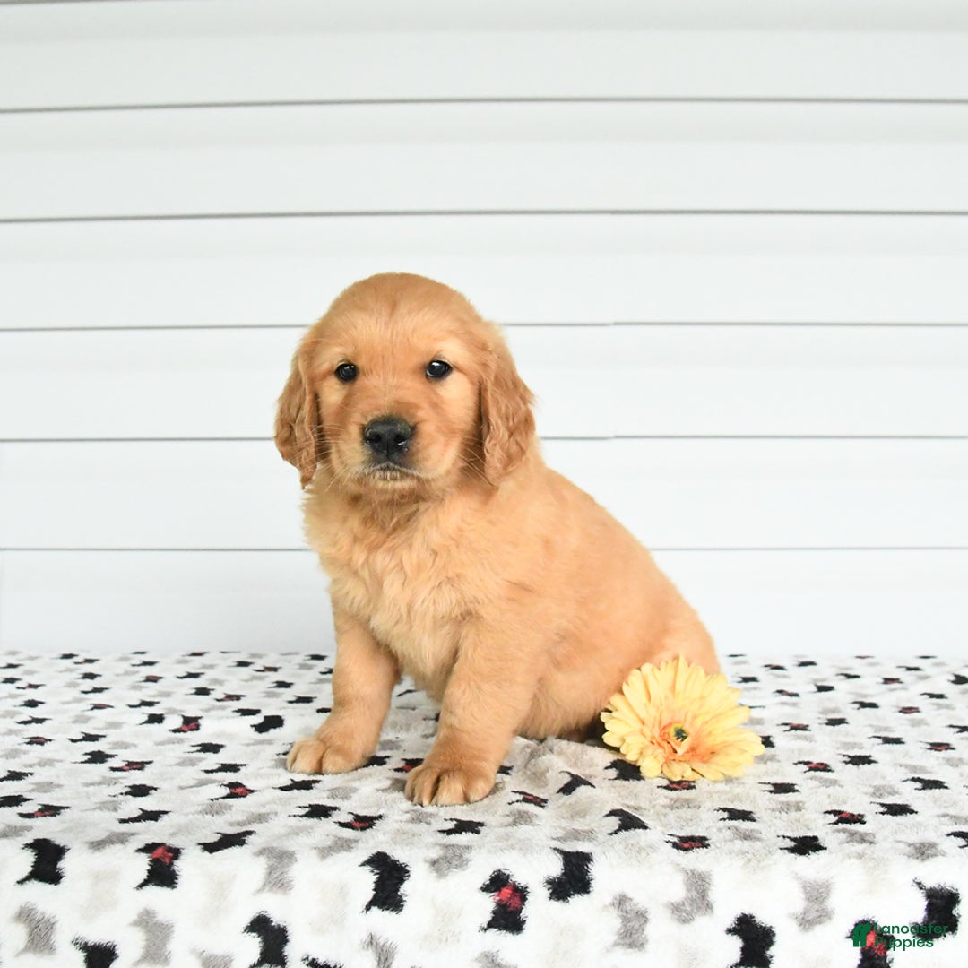 Golden Retriever dogs for sale: Felix - Image 2