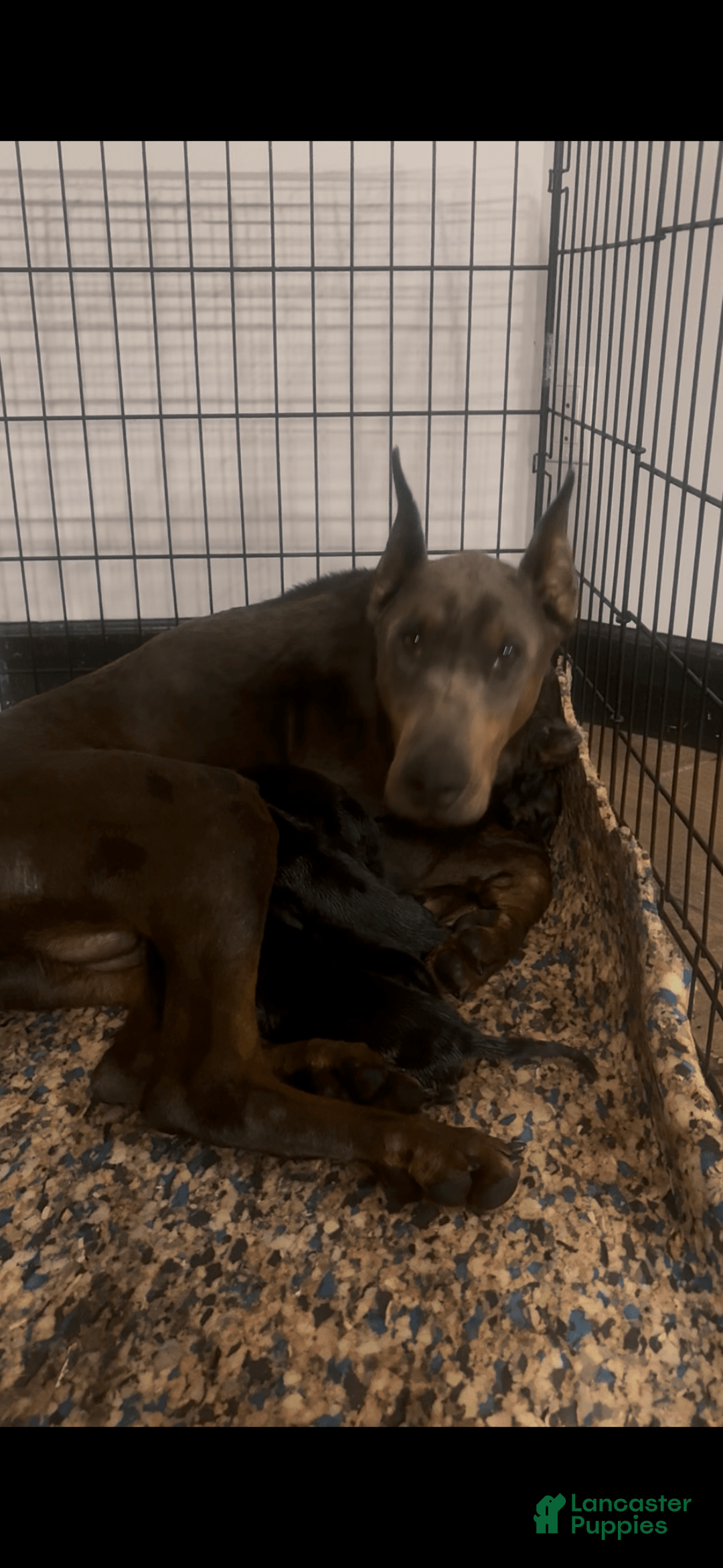 Doberman Pinscher dogs for sale: Male 1 - Image 3