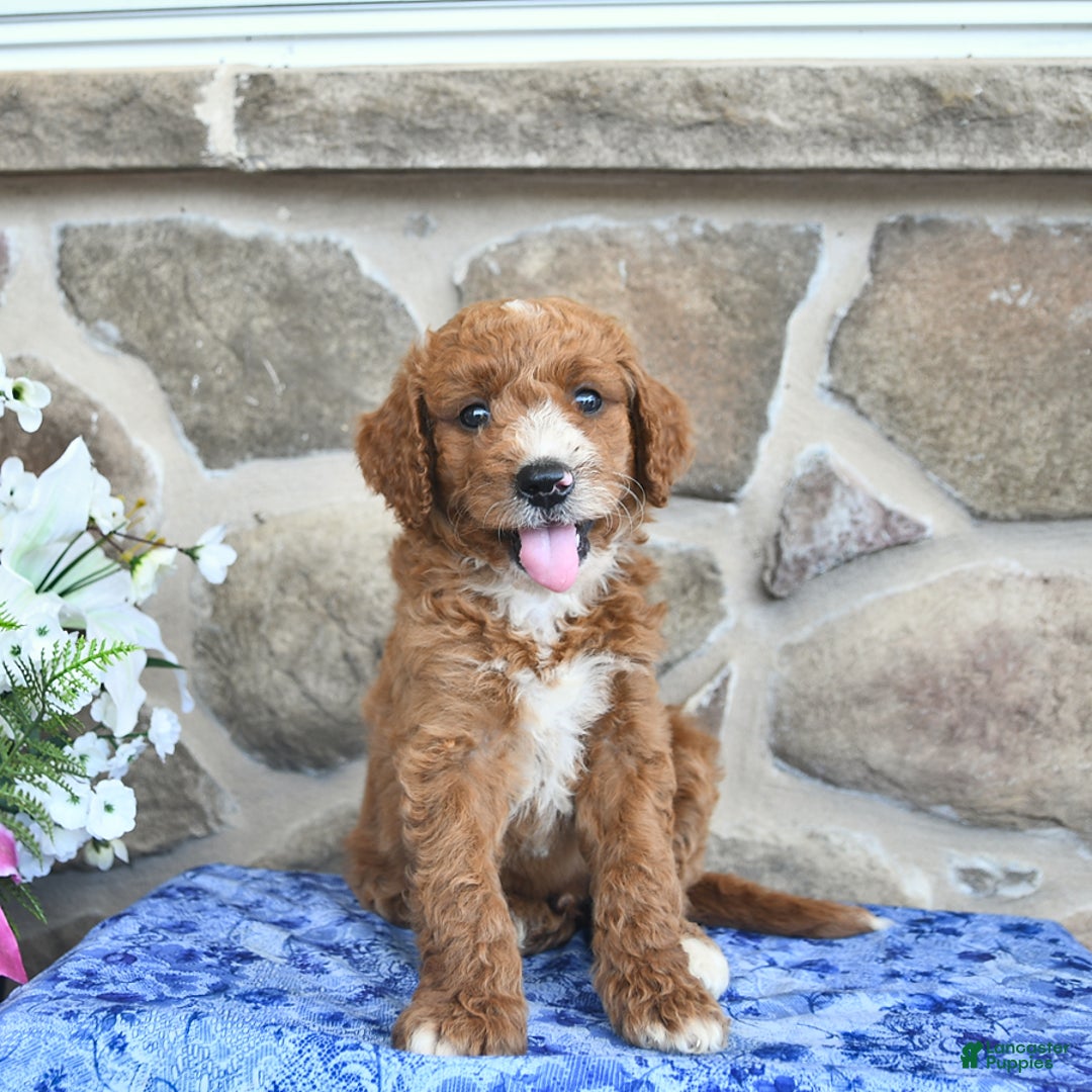 Goldendoodle dogs for sale: Spencer - Image 5
