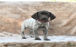 German Shorthaired Pointer dogs for sale: Chicago - Image 3