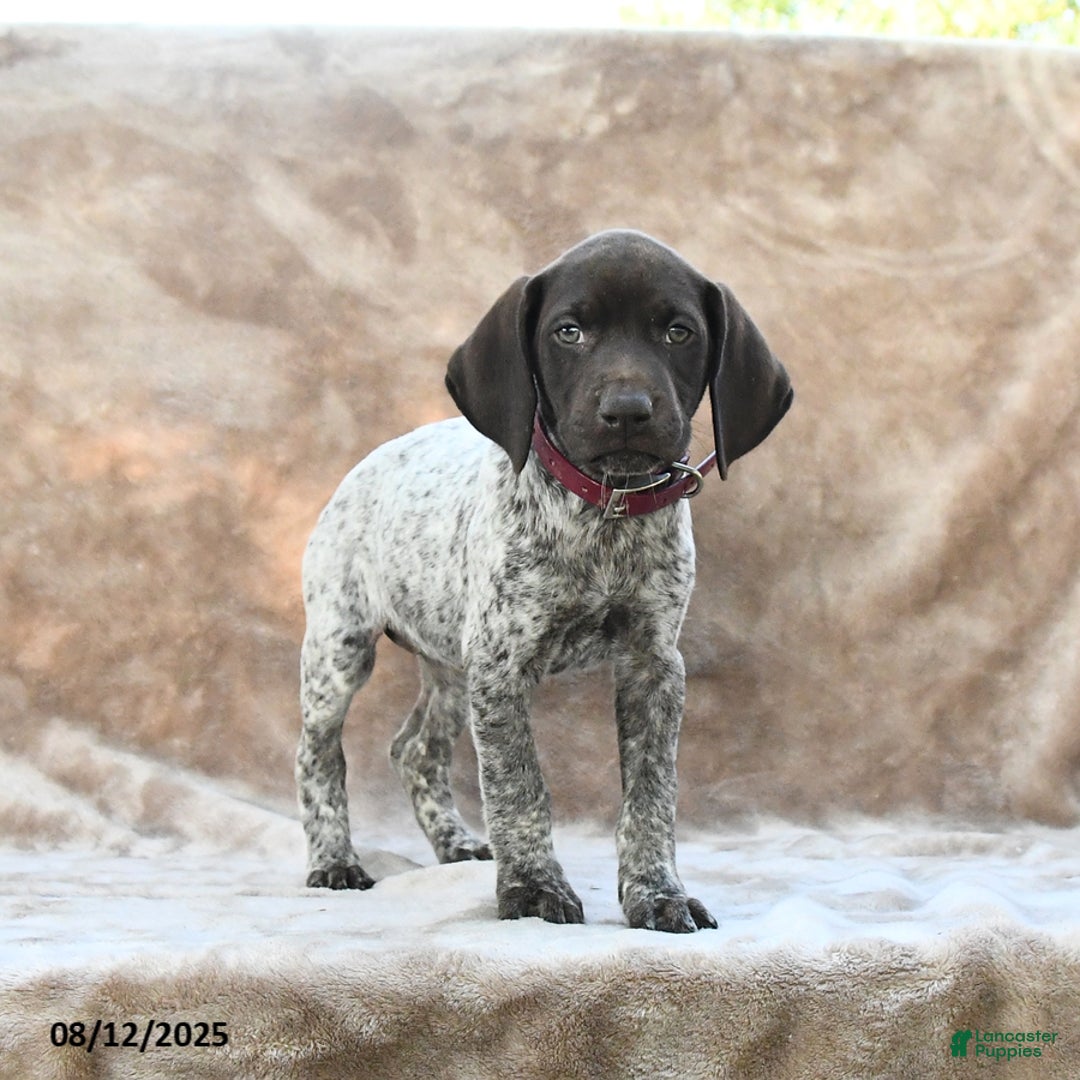 German Shorthaired Pointer dogs for sale: Chicago - Image 3
