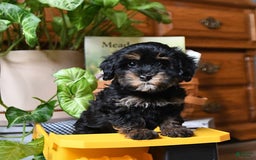 Havapoo dogs for sale: House Raised Sparkles - Image 8