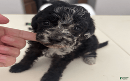 Aussiedoodle dogs for sale: Milly - Image 13