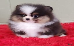 Pomeranian dogs for sale: Tux - Image 1