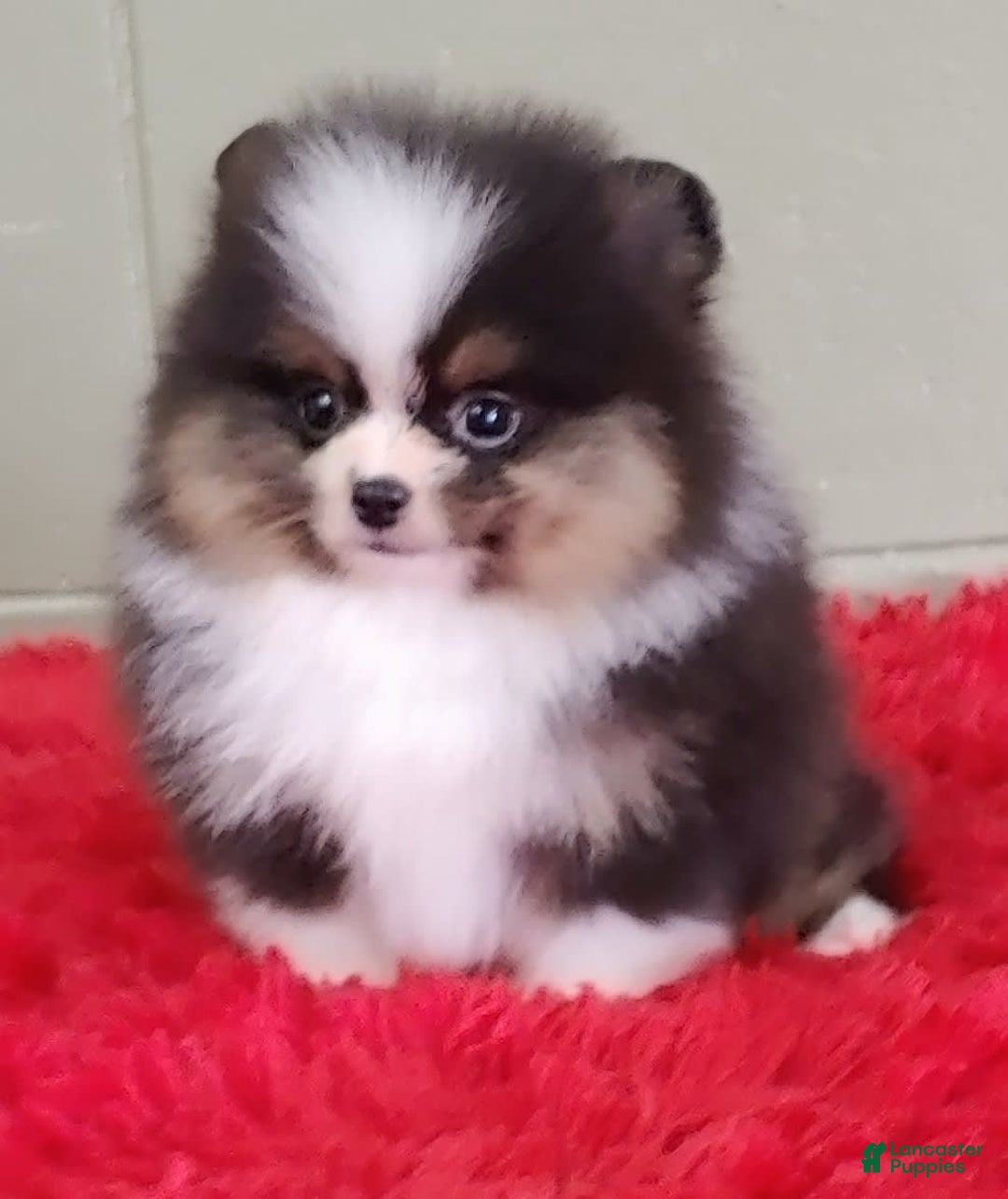 Pomeranian dogs for sale: Tux - Image 1