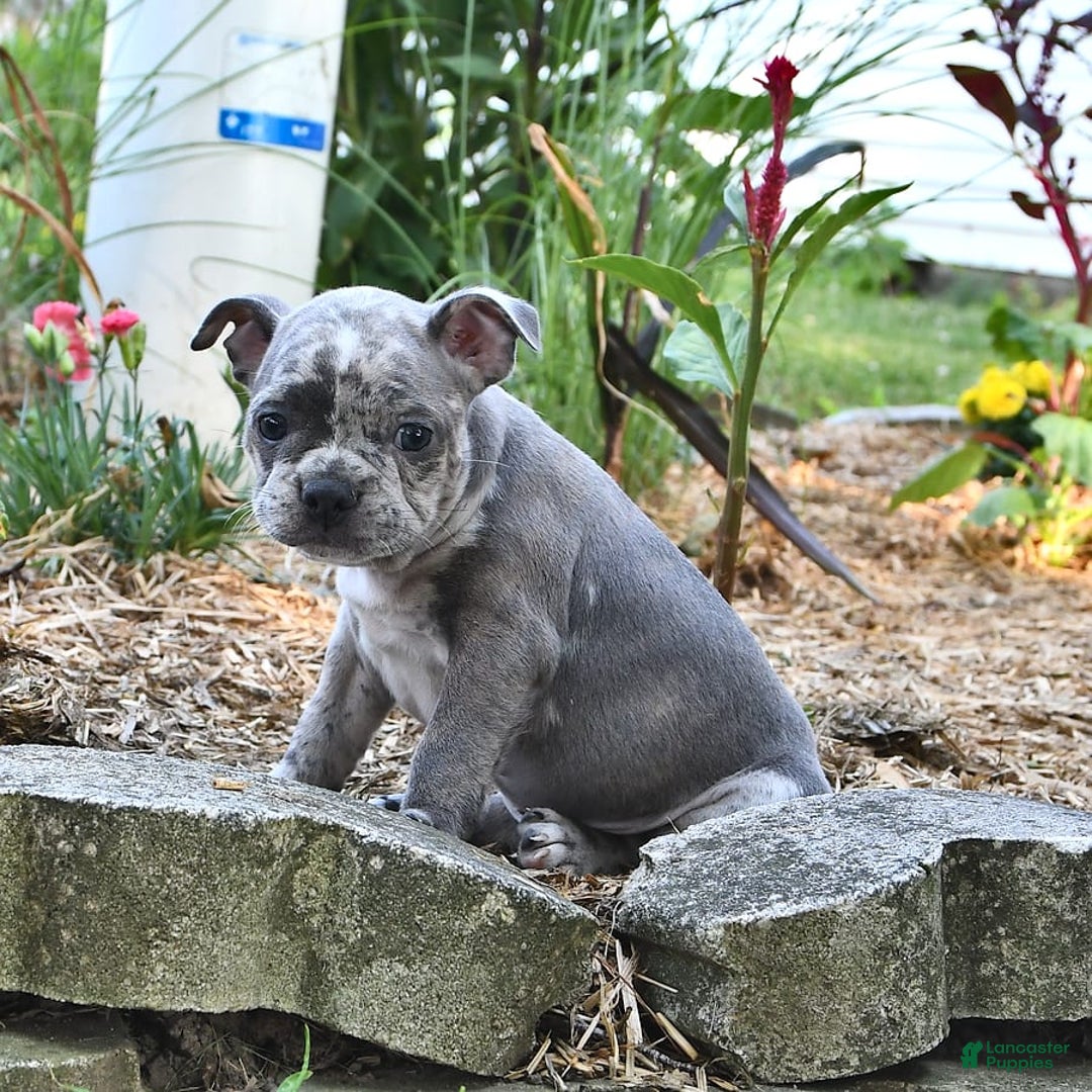 Frenchton dogs for sale: Parker - Image 9
