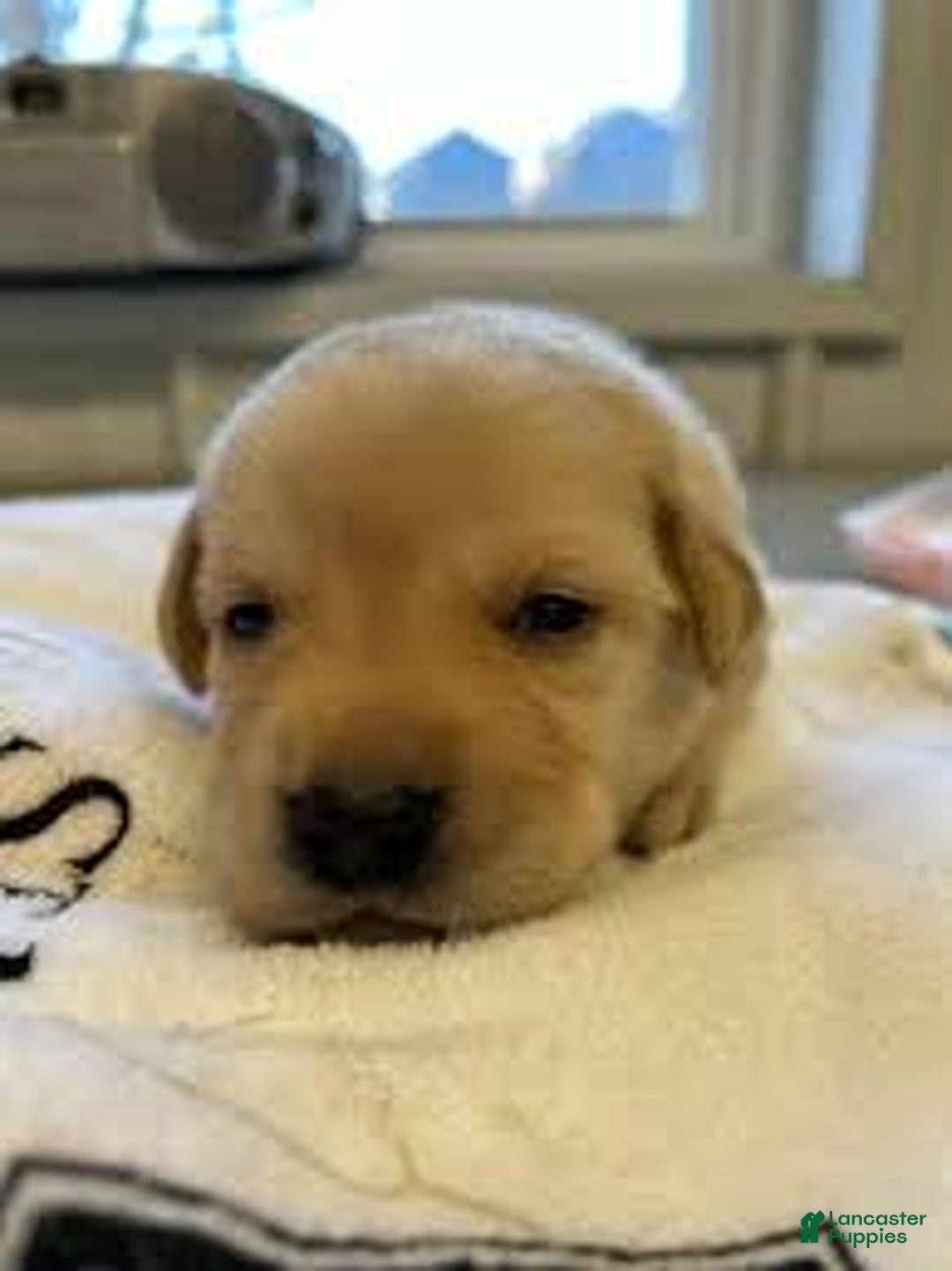 Airedale Terrier dogs for sale: Airedale Terrier Puppy 1 - Image 1
