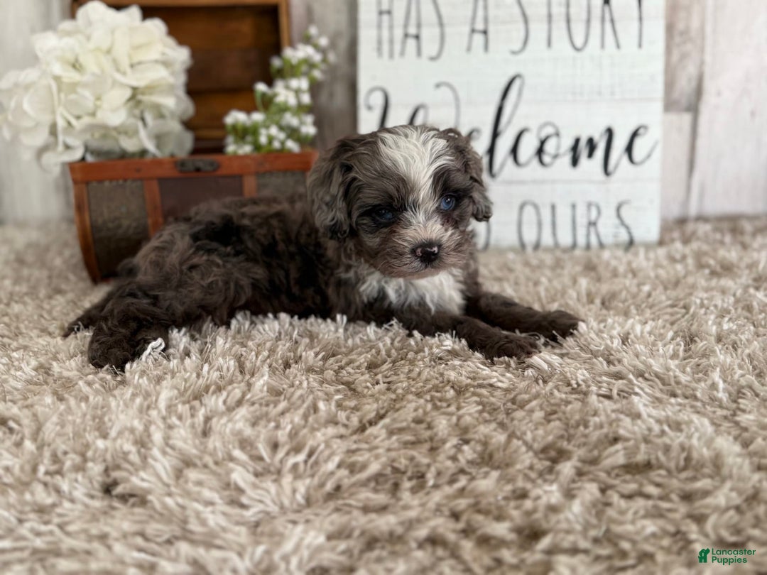 Cavapoo dogs for sale: Fable - Image 1