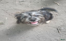 Shihpoo dogs for sale: Pomshihpoo Female Puppy🖤 - Image 2