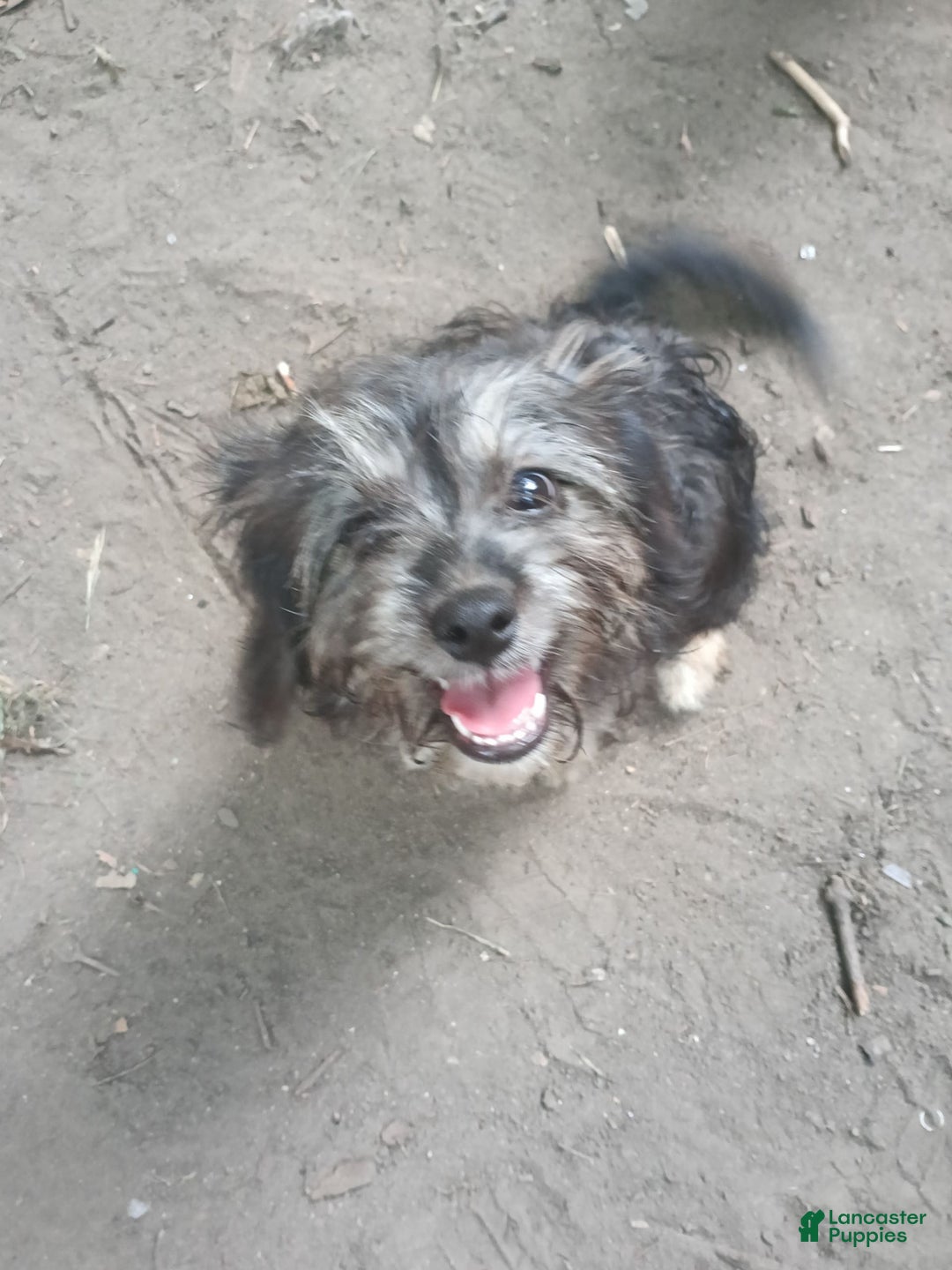 Shihpoo dogs for sale: Pomshihpoo Female Puppy🖤 - Image 2