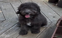 Mini Goldendoodle dogs for sale: Molly - Image 2