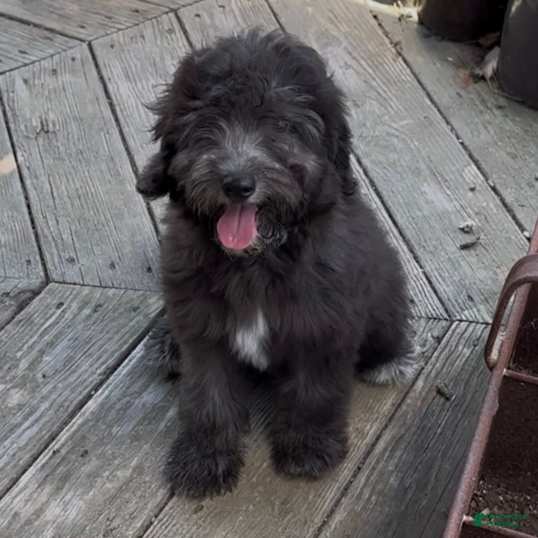Mini Goldendoodle dogs for sale: Molly - Image 2