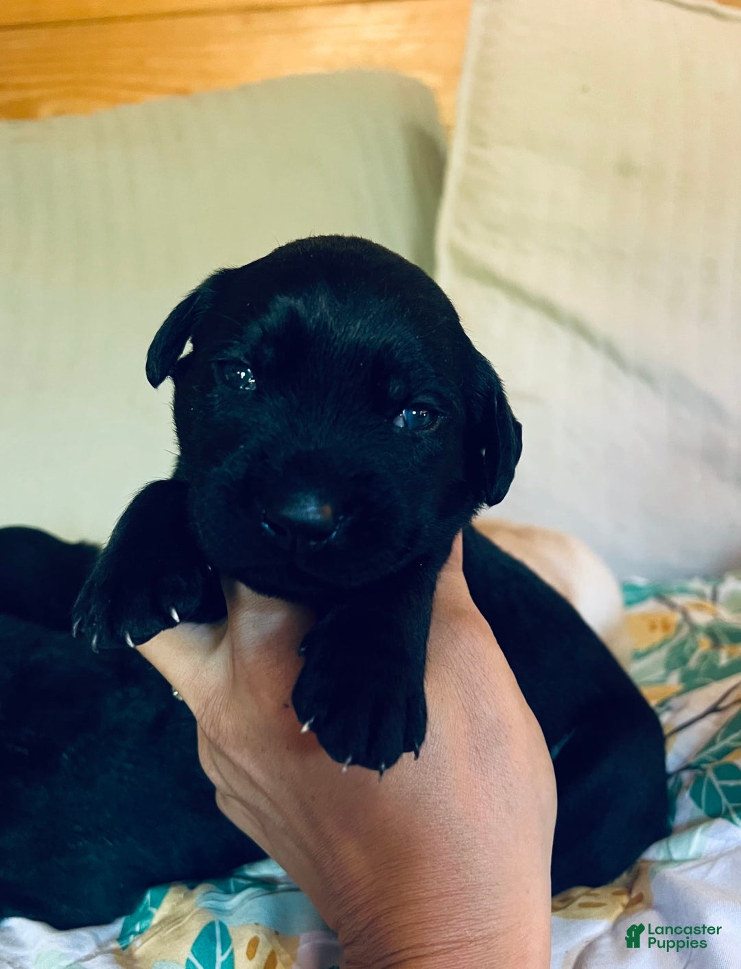 Labrador Retriever dogs for sale: Labrador Retriever 9 puppies - Image 8