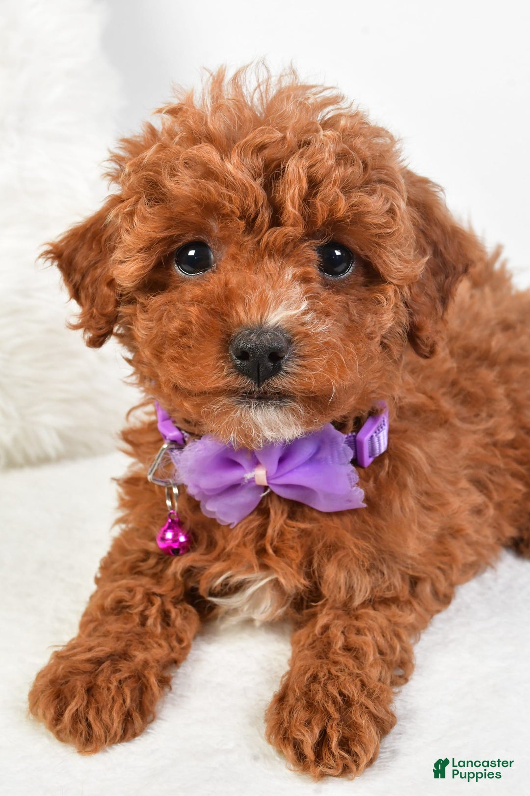 Cavapoo dogs for sale: Glory - Image 2