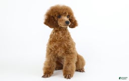 Miniature Poodle dogs for sale: Chase - Image 9