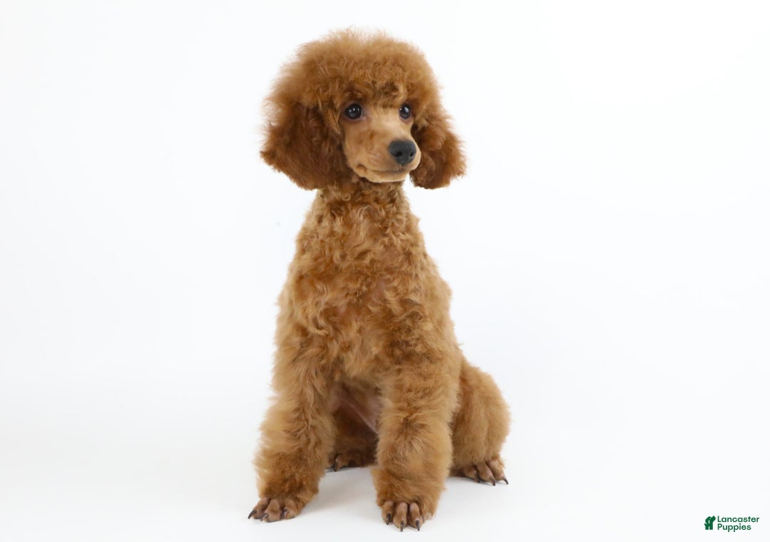 Miniature Poodle dogs for sale: Chase - Image 9