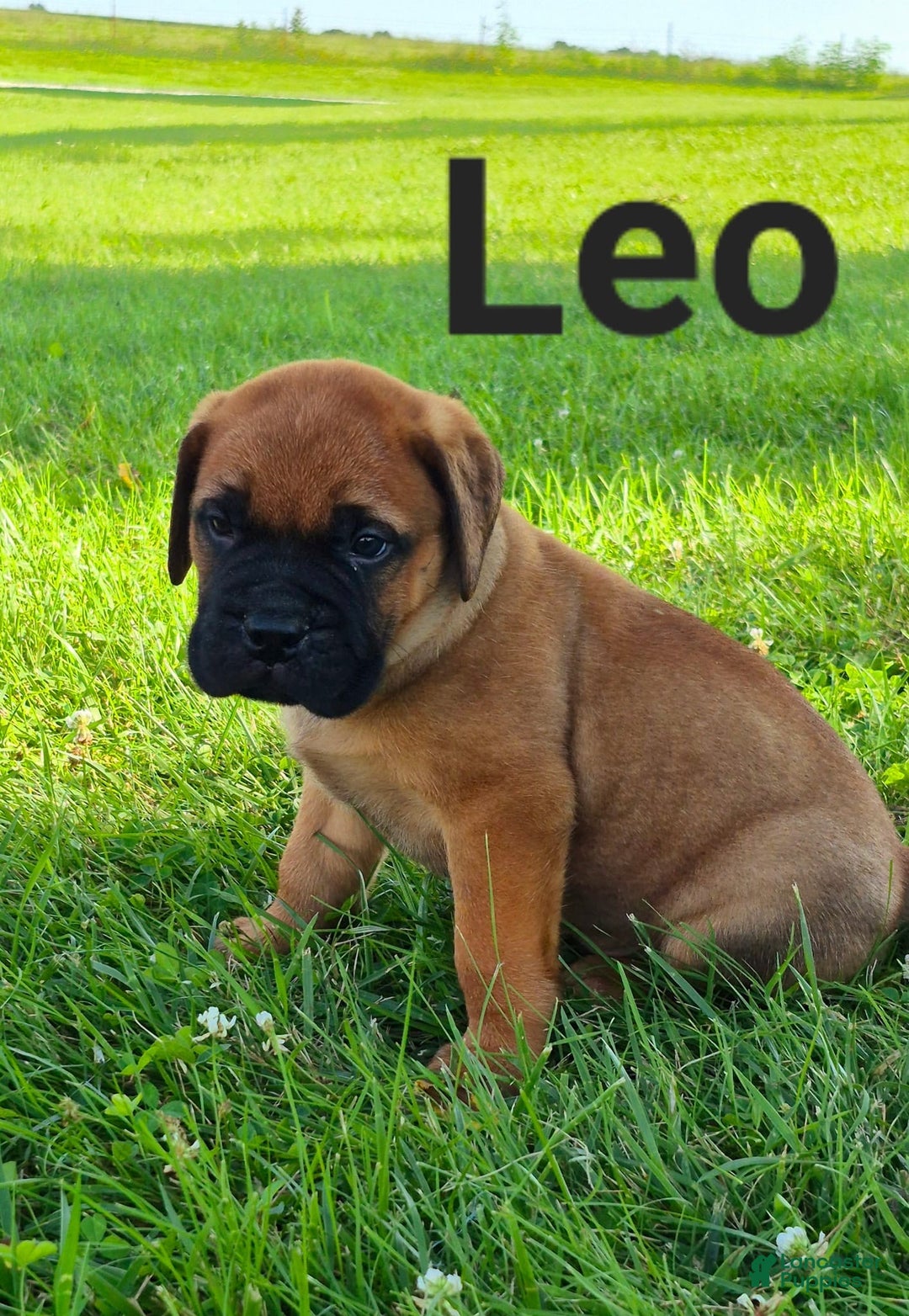 Bullmastiff dogs for sale: Leo - Image 1