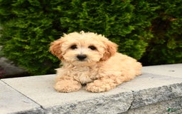 Miniature Poodle dogs for sale: Carla - Image 2