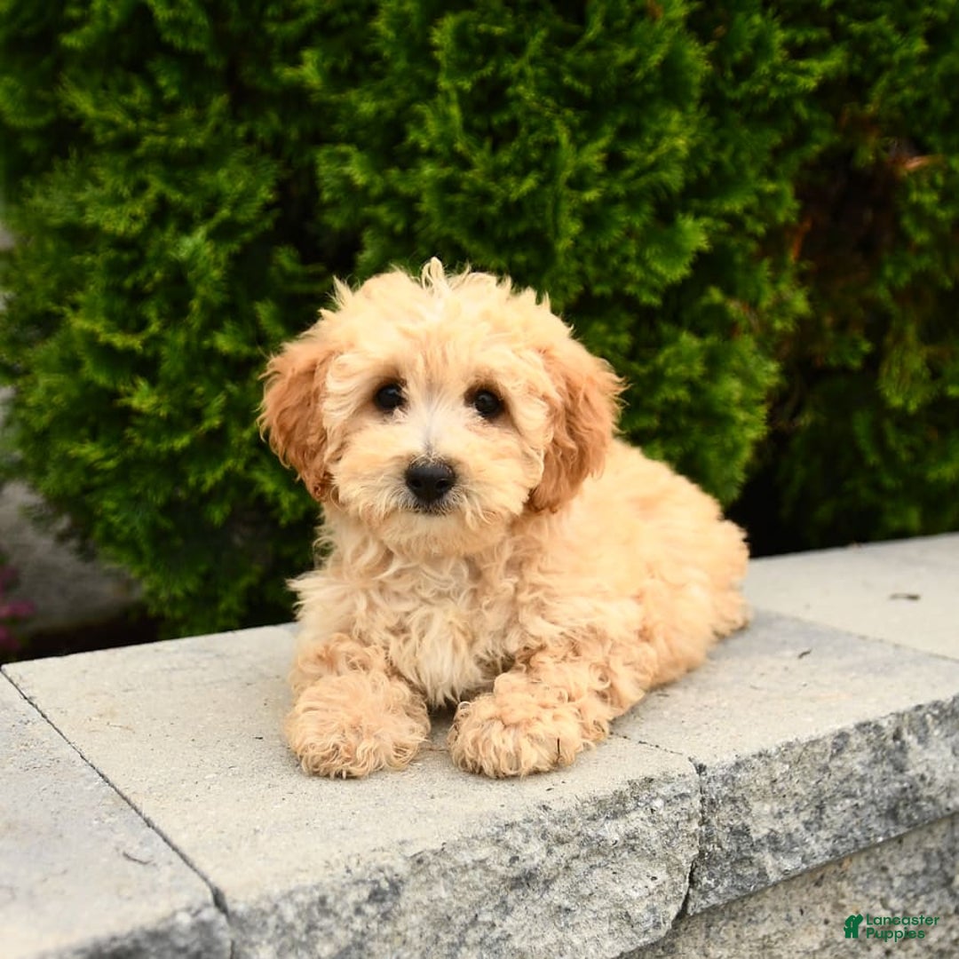 Miniature Poodle dogs for sale: Carla - Image 2
