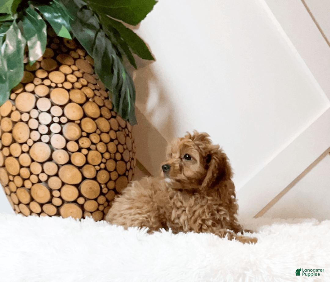 Cavapoo dogs for sale: Zena - Image 4