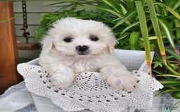Cavachon dogs for sale: Maggie - Image 8