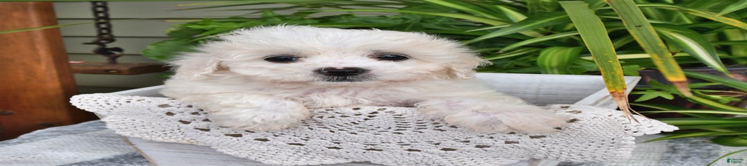 Maggie