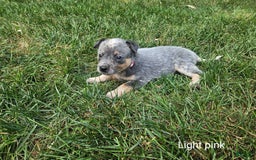Australian Cattle Dog dogs for sale: Ruby - Image 1