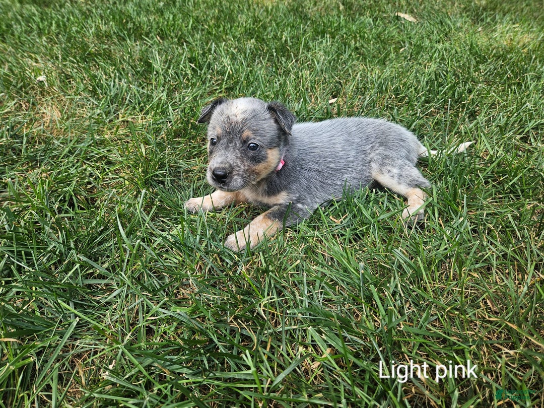 Australian Cattle Dog dogs for sale: Ruby - Image 1