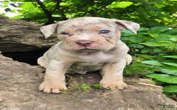 American Bully dogs for sale: Boss - Image 9