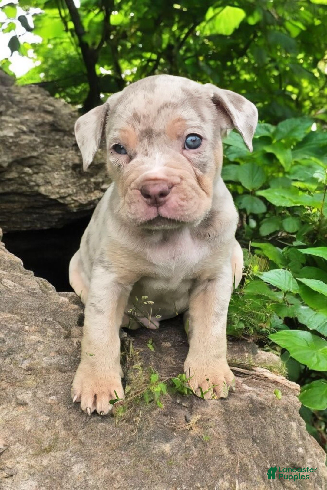 American Bully dogs for sale: Boss - Image 9