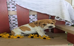 Beabull dogs for sale: Charlie - Image 3