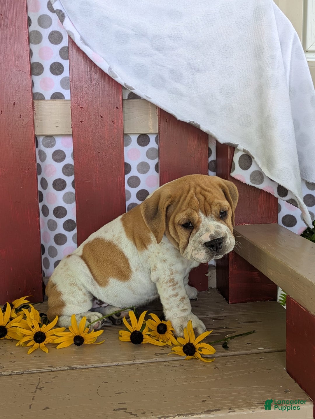 Beabull dogs for sale: Charlie - Image 3