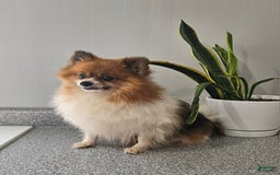 Pomeranian dogs for sale: Cuddles - Image 12