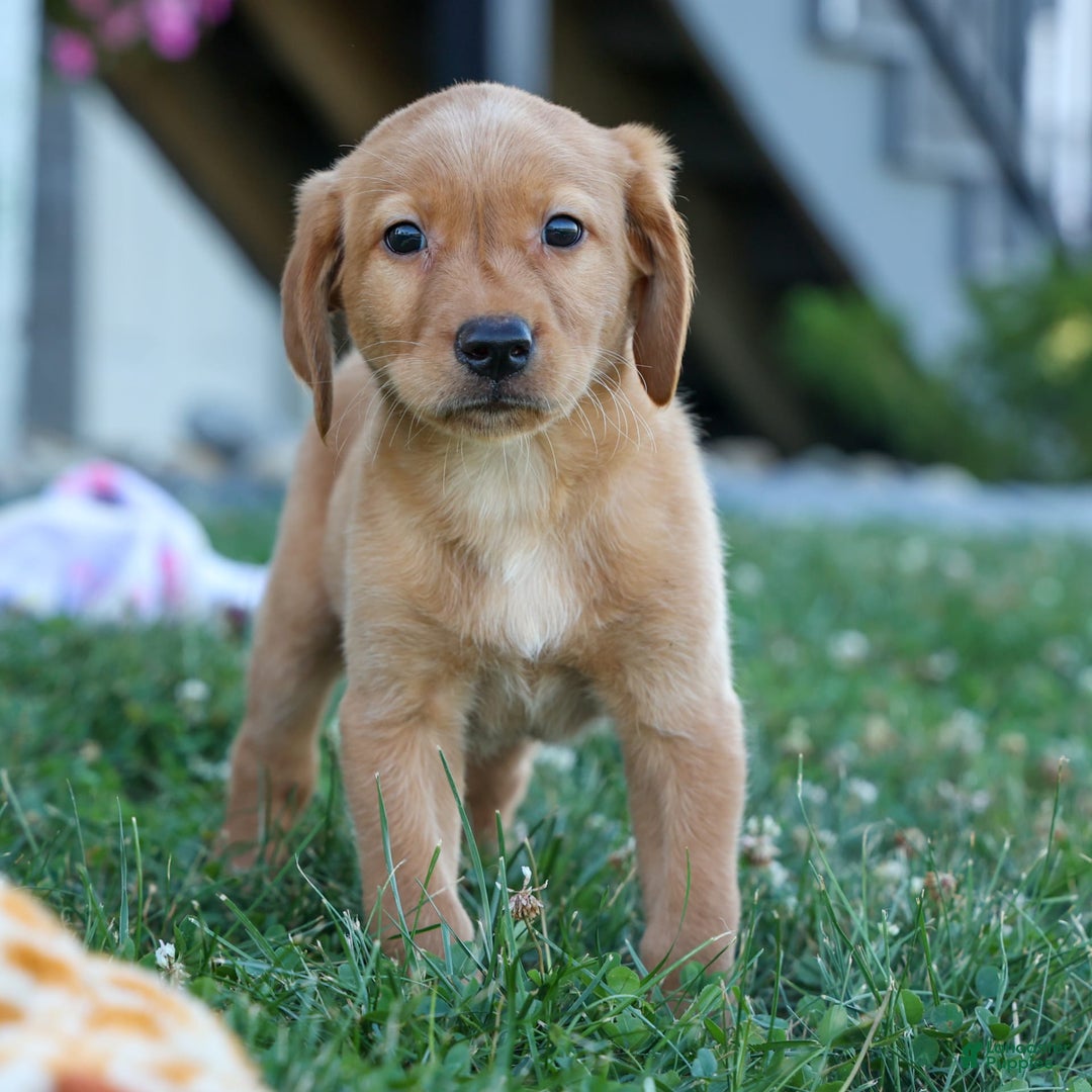 Labrador Retriever dogs for sale: Red Fox Geo - Image 1