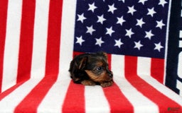 Yorkshire Terrier dogs for sale: Zeke - Image 1