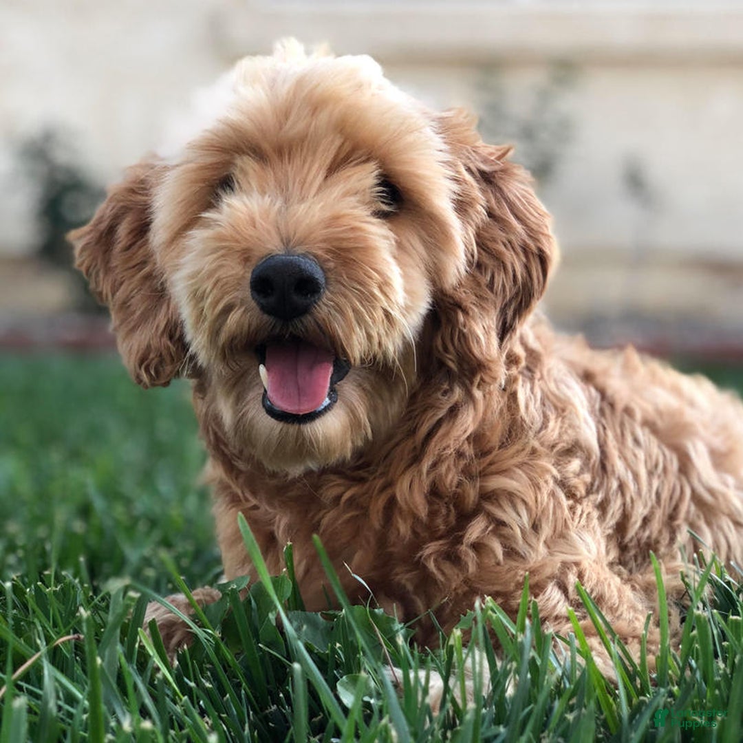 Goldendoodle dogs for sale: Sue - Image 7