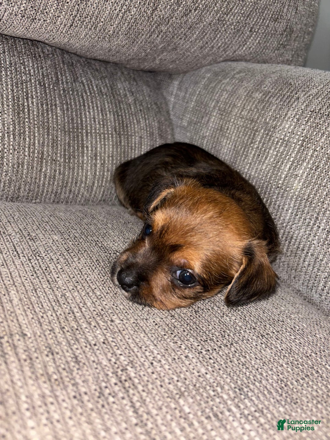 Morkie dogs for sale: Sapphire - Image 4