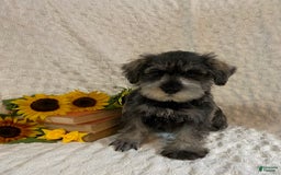Miniature Schnauzer dogs for sale: Diamond - Image 2