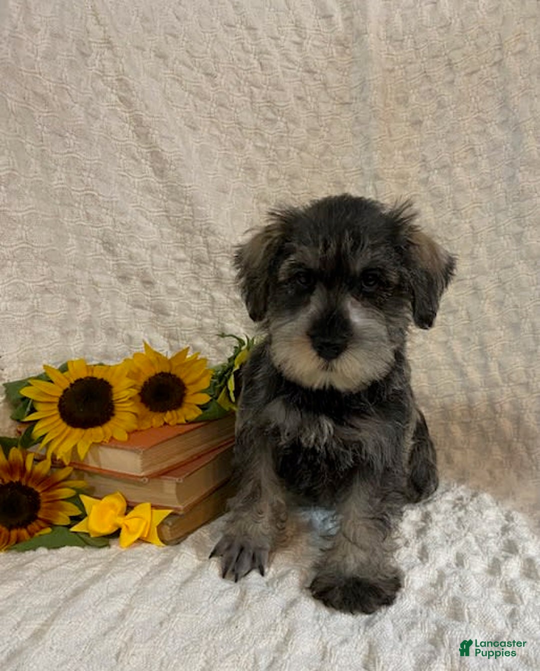 Miniature Schnauzer dogs for sale: Diamond - Image 2