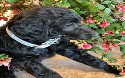 Irish Doodle dogs for sale: Samantha - Image 1