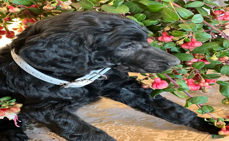 Irish Doodle dogs for sale - Ad 1