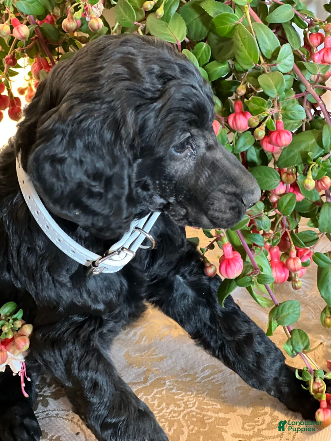 Irish Doodle dogs for sale: Samantha - Image 1