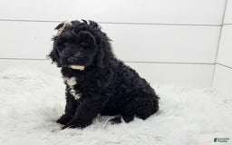 Cavapoo dogs for sale: Lexy - Image 1