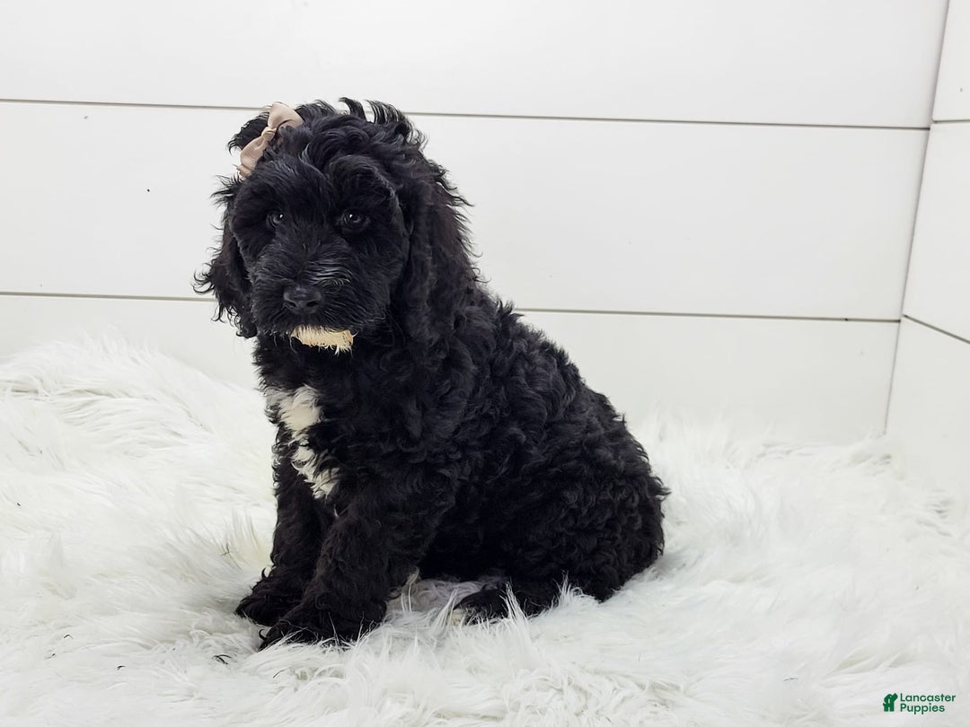 Cavapoo dogs for sale: Lexy - Image 1