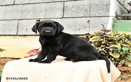 Labrador Retriever dogs for sale: Moose - Image 4
