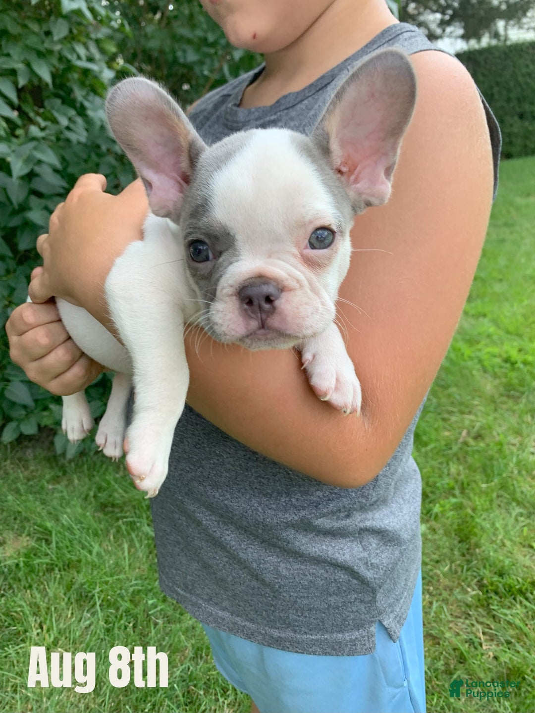 French Bulldog dogs for sale: Mikey - Image 1